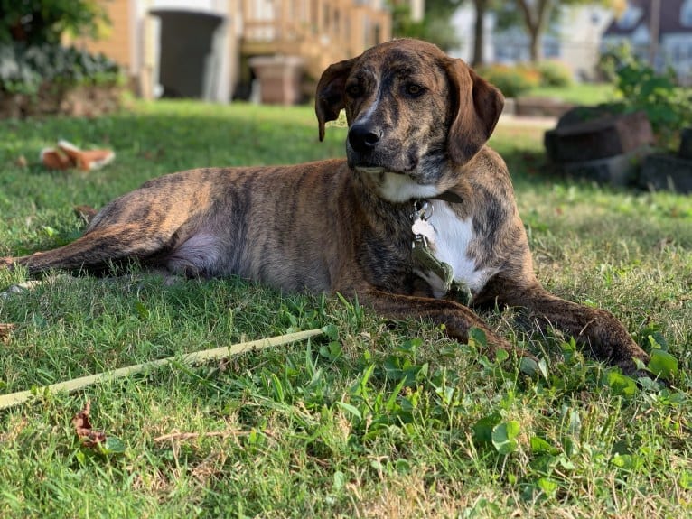 Whiskey, a Mountain Cur tested with EmbarkVet.com