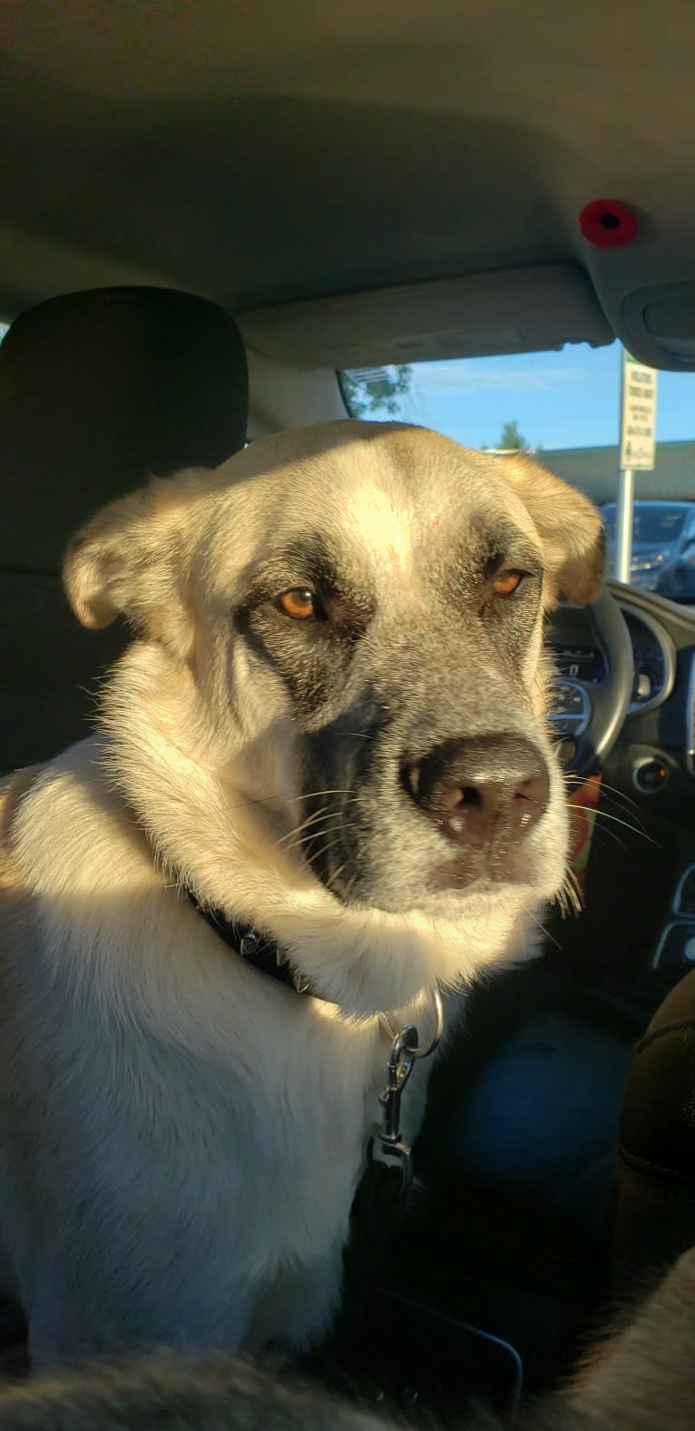 Marley, a Great Pyrenees and Australian Cattle Dog mix tested with EmbarkVet.com