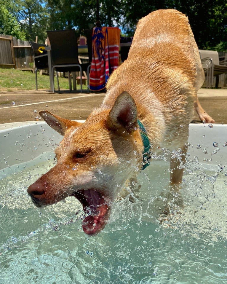 Lou, an Australian Cattle Dog and Australian Shepherd mix tested with EmbarkVet.com