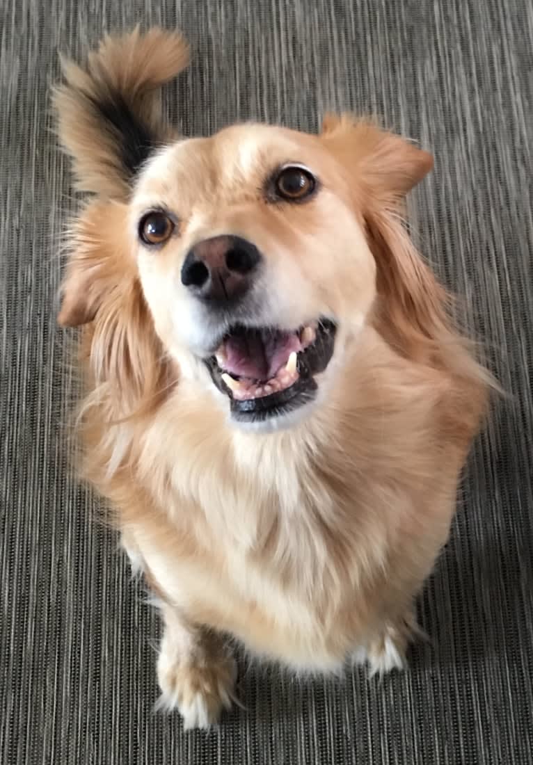 Wolfe, a Cocker Spaniel and Mountain Cur mix tested with EmbarkVet.com