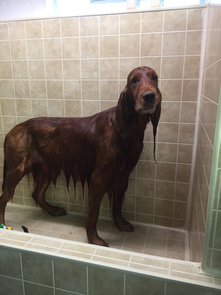 Emmet, an Irish Setter tested with EmbarkVet.com