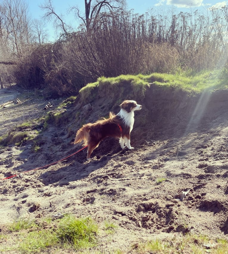 Ludo, an Australian Shepherd tested with EmbarkVet.com