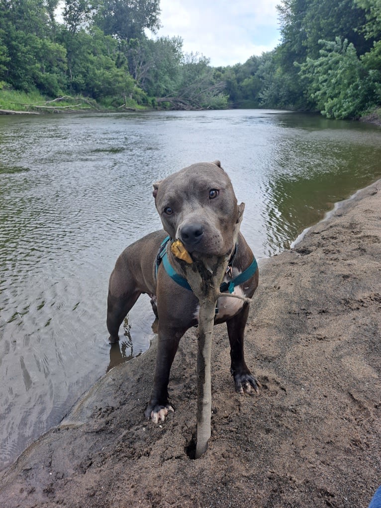 Killua, an American Bully tested with EmbarkVet.com