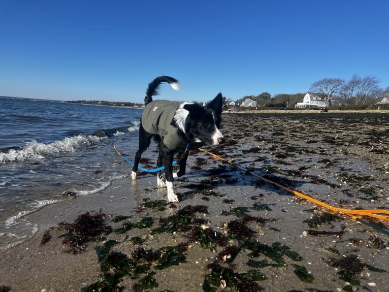 DDF Arlo, a Border Collie tested with EmbarkVet.com