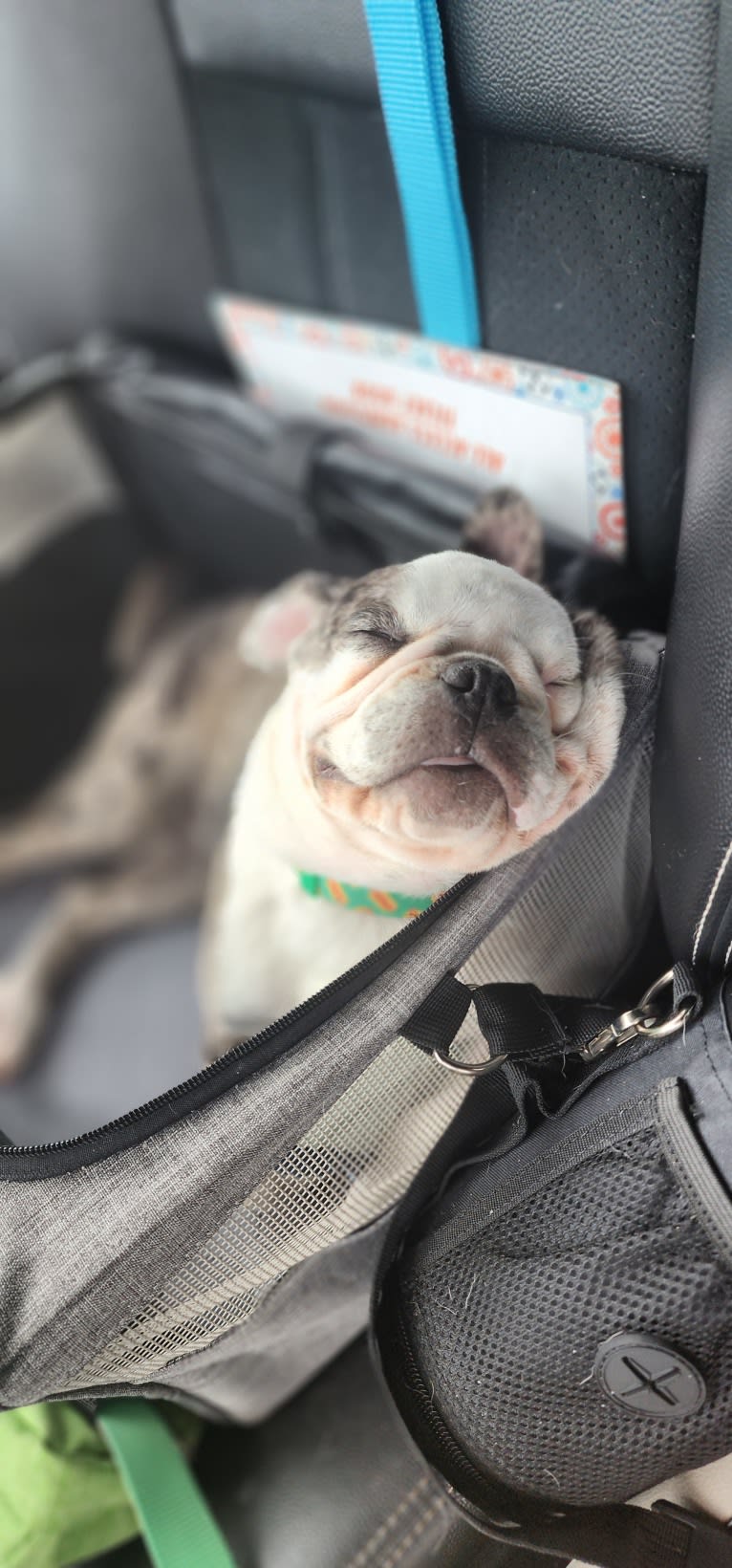 Waldo, a Pug tested with EmbarkVet.com