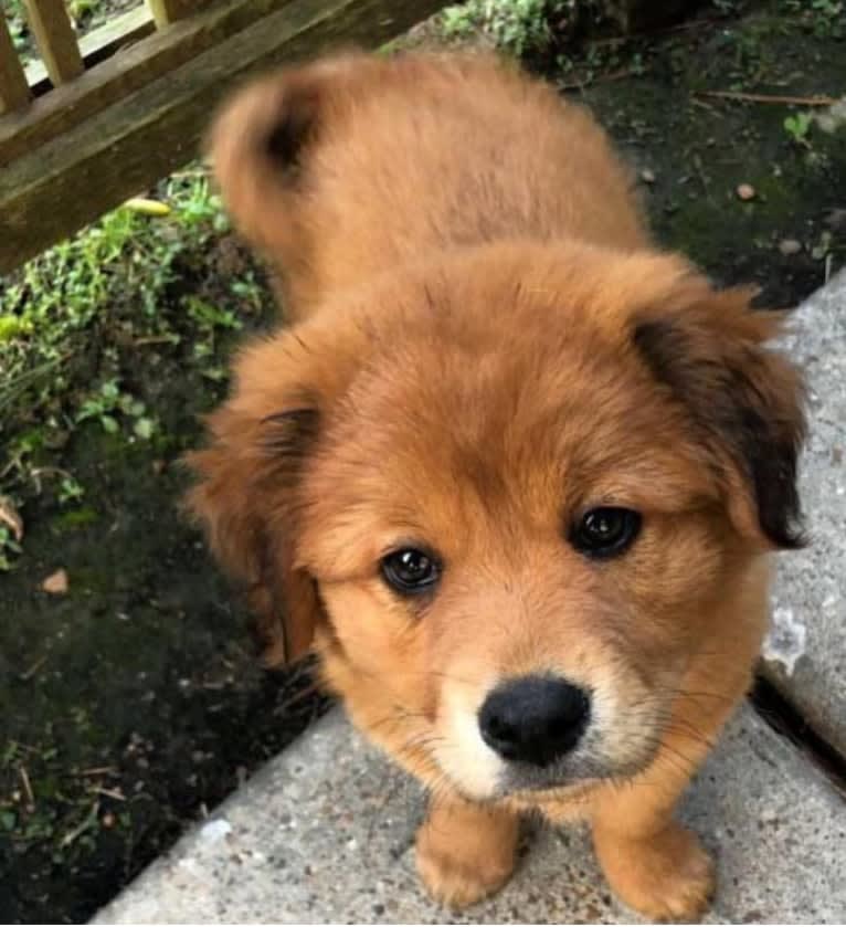 Embark Dog DNA Test - Ursi gallery