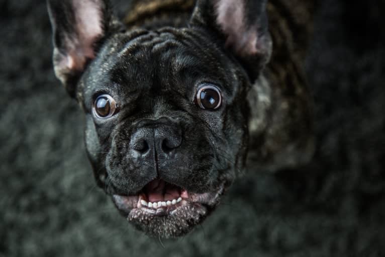 Kona, a French Bulldog tested with EmbarkVet.com