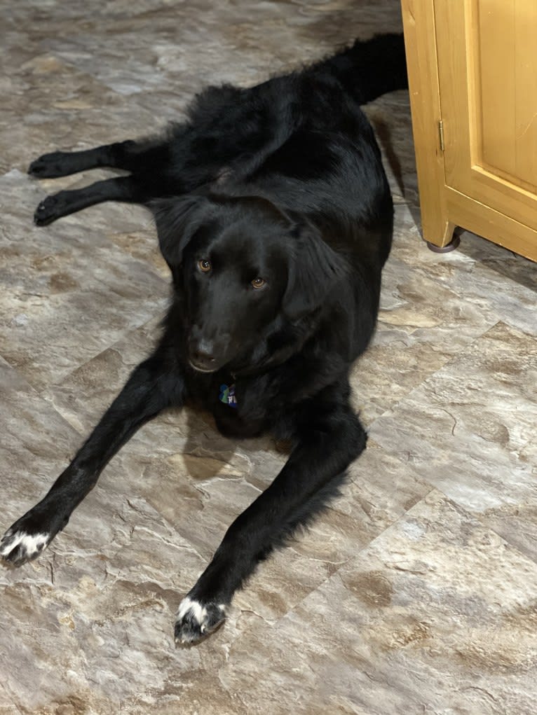 Care Bear Ross, a Labrador Retriever and Australian Cattle Dog mix tested with EmbarkVet.com