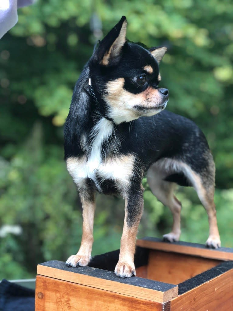 Ailsa, a Chihuahua tested with EmbarkVet.com
