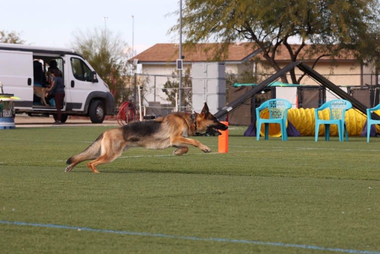 Jonas, a German Shepherd Dog tested with EmbarkVet.com