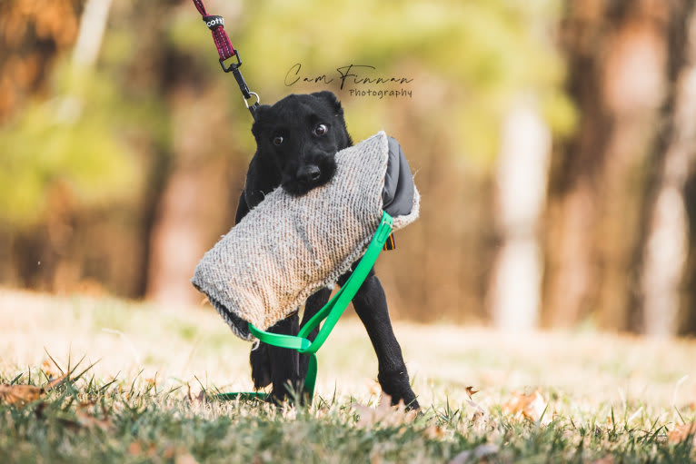 Vaatu, a Black Russian Terrier and Belgian Malinois mix tested with EmbarkVet.com