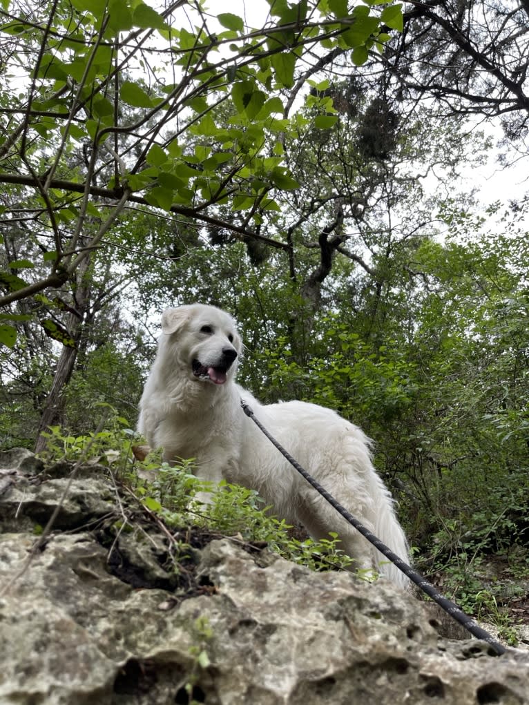 Bentley, a Great Pyrenees tested with EmbarkVet.com