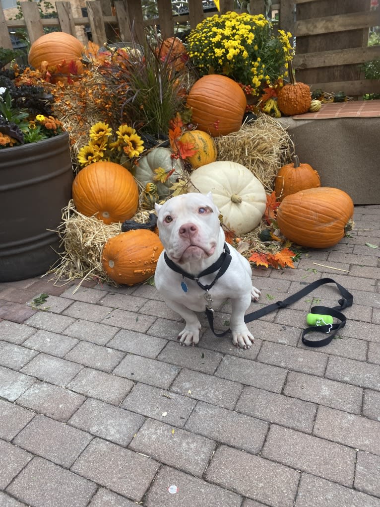 Apollo, an American Bully tested with EmbarkVet.com