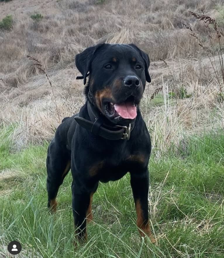 Wüstenhaus Samson, a Rottweiler tested with EmbarkVet.com