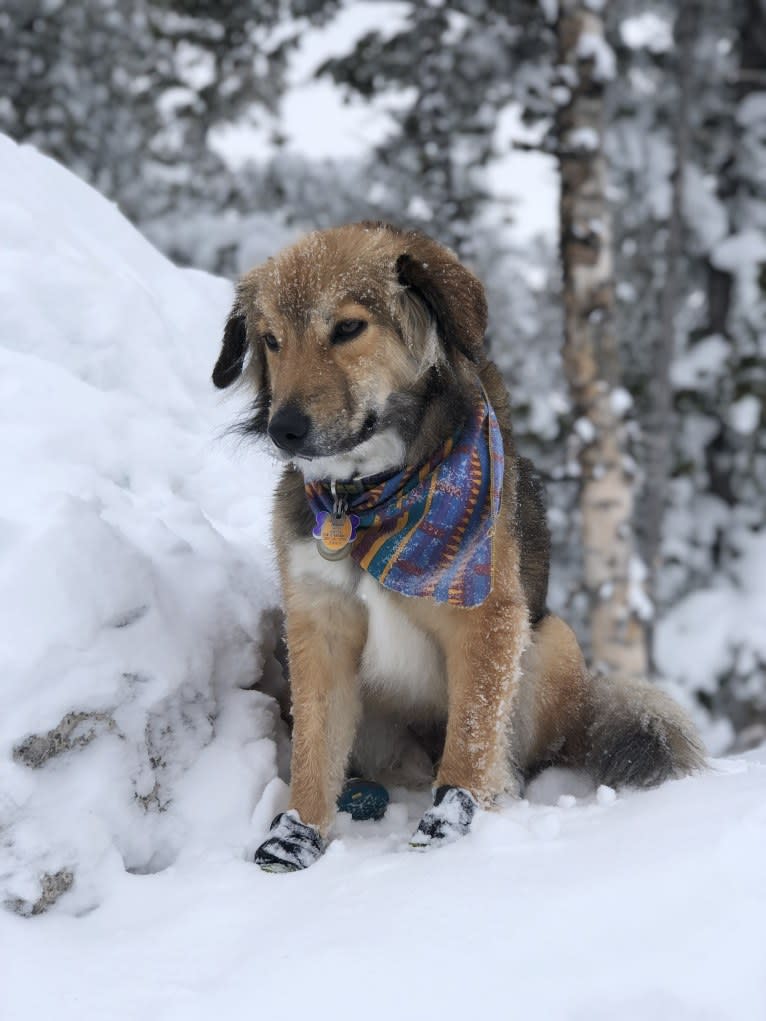 Akela, an American Pit Bull Terrier and Australian Cattle Dog mix tested with EmbarkVet.com