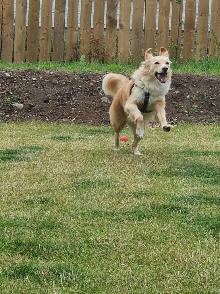 Olive, an Eastern European Village Dog tested with EmbarkVet.com