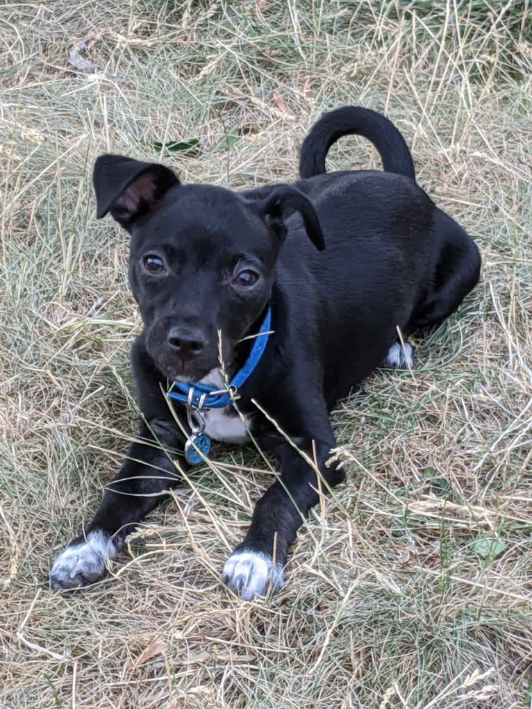 Dooley, a Chihuahua and Miniature Pinscher mix tested with EmbarkVet.com