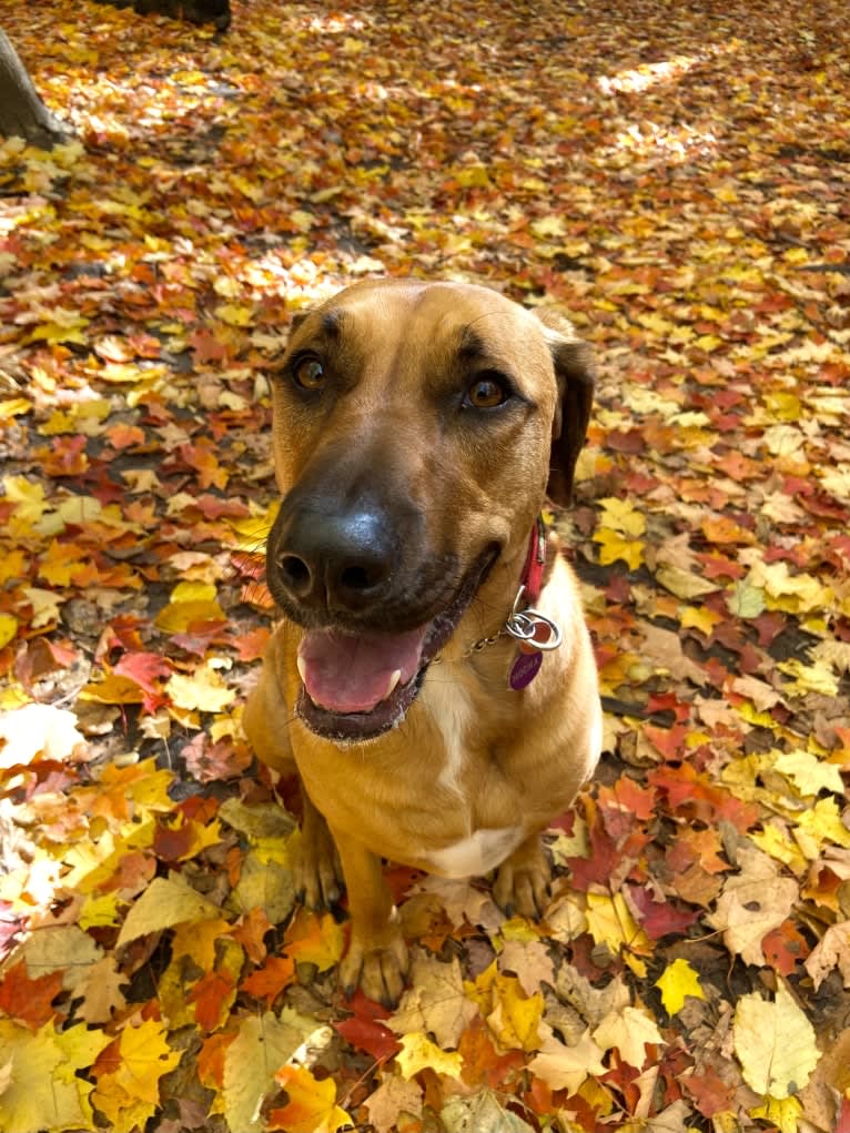 Mocha, a Labrador Retriever and Catahoula Leopard Dog mix tested with EmbarkVet.com