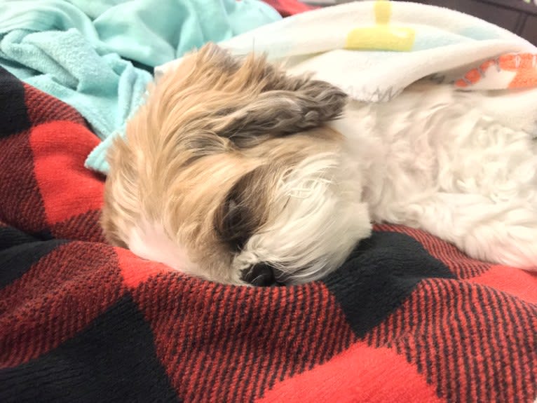 Lili'uokalani, a Shih Tzu tested with EmbarkVet.com