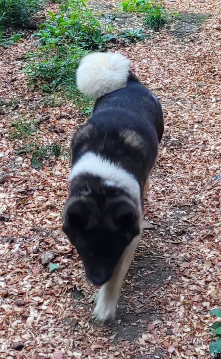 Casey, an Akita tested with EmbarkVet.com