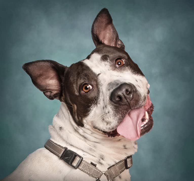 Rita, an American Bully and American Pit Bull Terrier mix tested with EmbarkVet.com