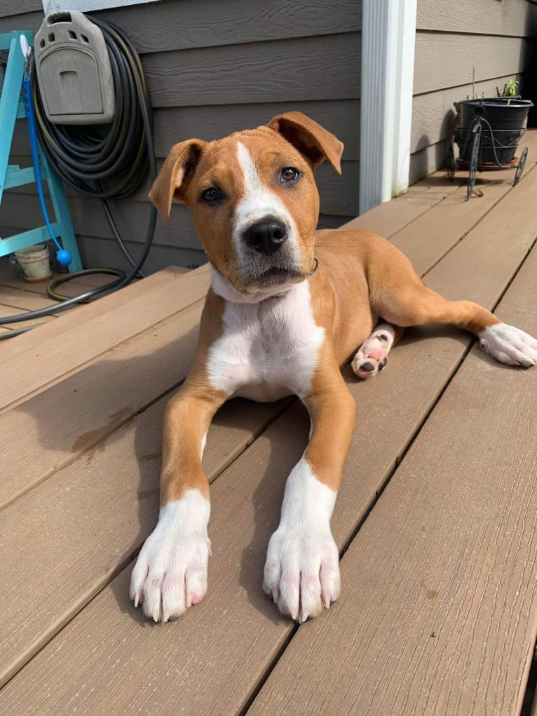 Linux Rowan, an American Pit Bull Terrier and Rottweiler mix tested with EmbarkVet.com