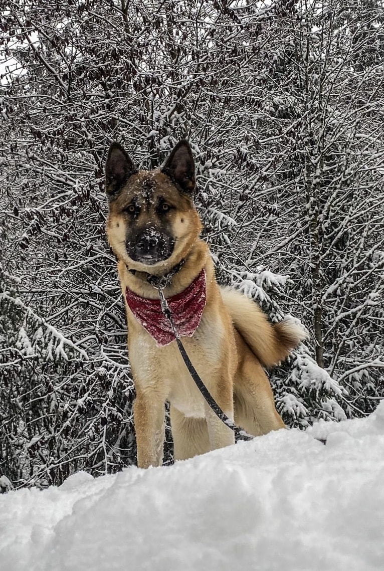 Anouk, a Yakutian Laika and Akita Inu mix tested with EmbarkVet.com