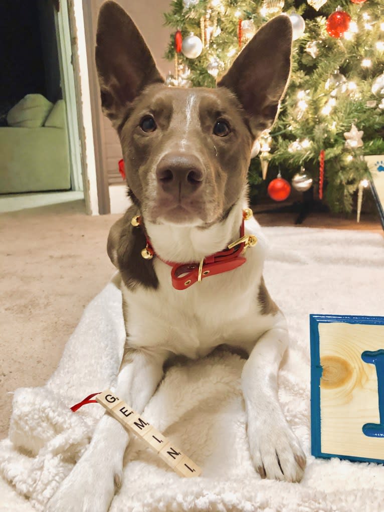 Gemini, a Border Collie and Australian Shepherd mix tested with EmbarkVet.com