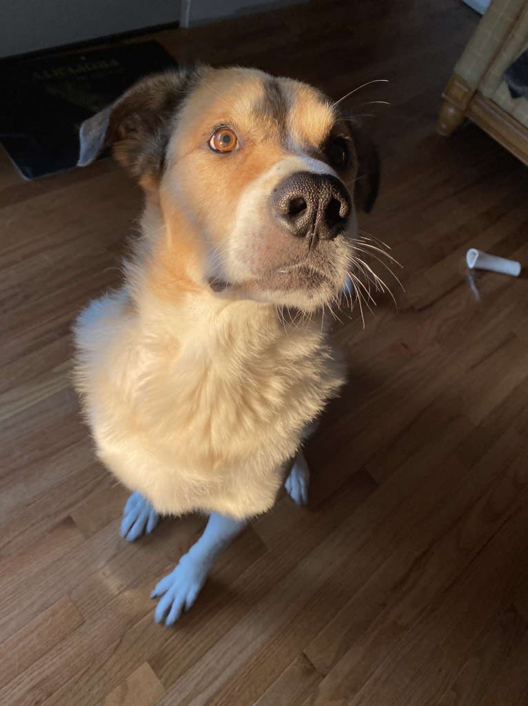 Cujo, a Great Pyrenees and Rottweiler mix tested with EmbarkVet.com