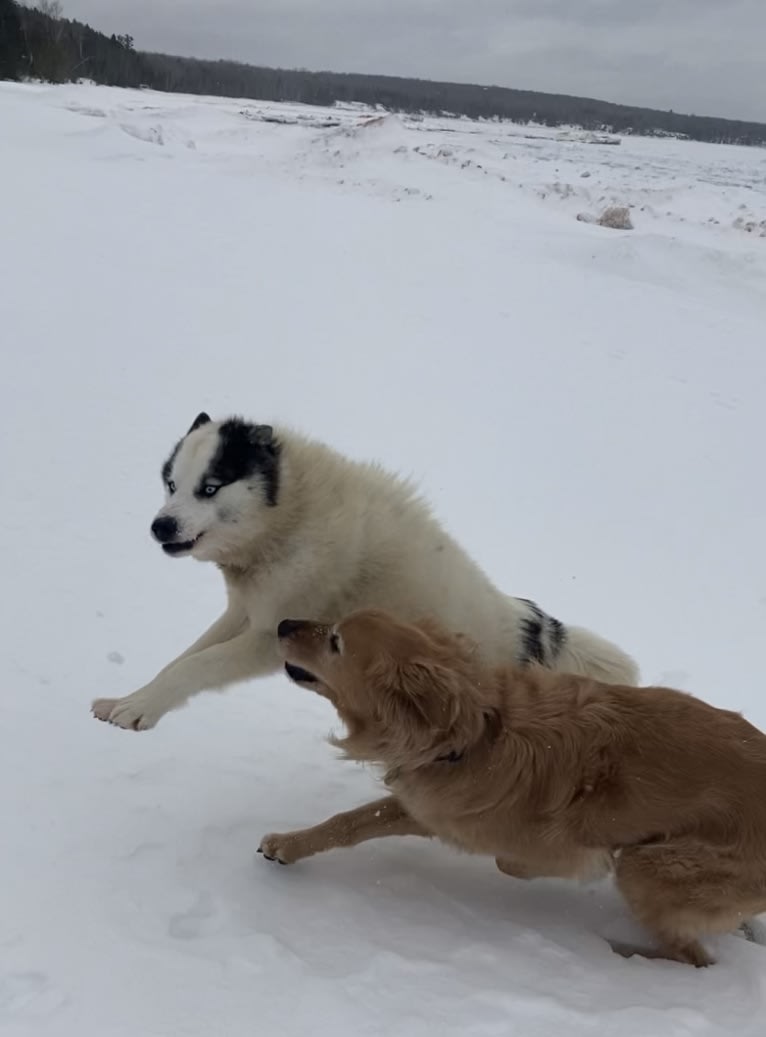 Timber “Gross Manor’s I’ll Be The One You Won’t Forget”, a Golden Retriever tested with EmbarkVet.com