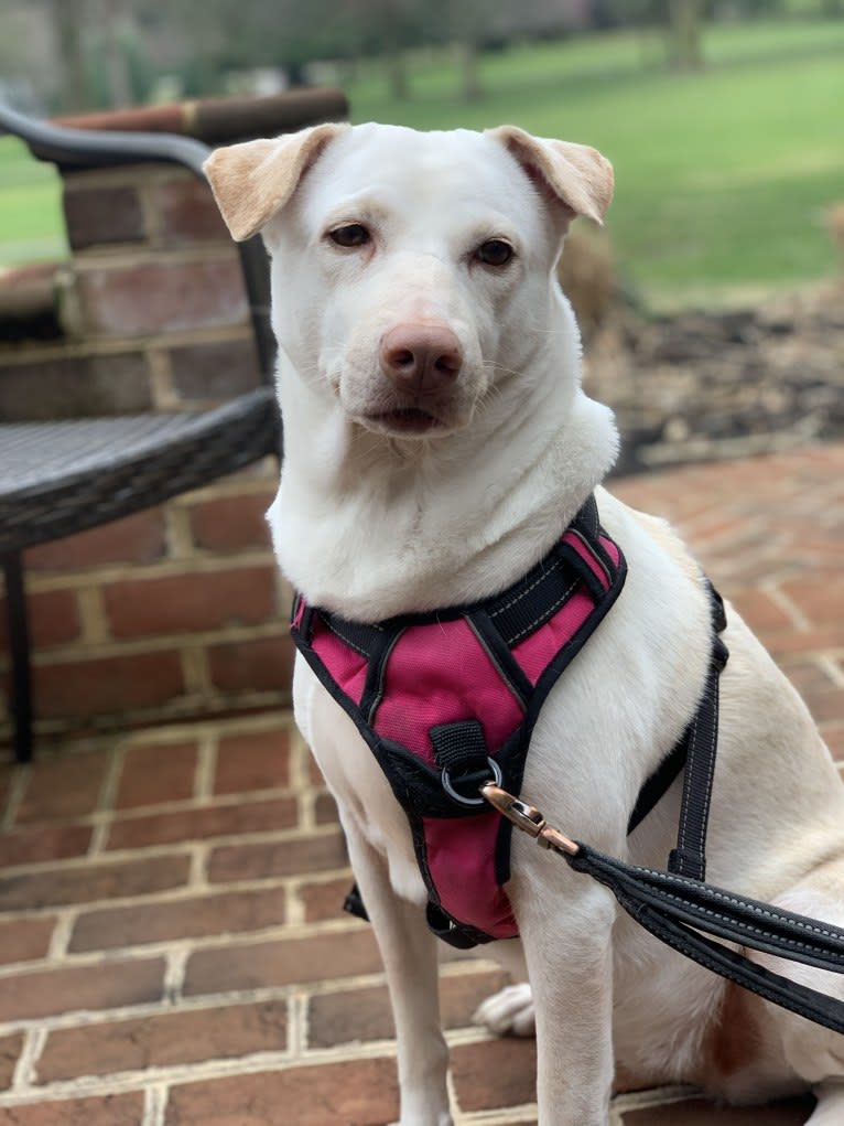 Winnie, a Southeast Asian Village Dog and Golden Retriever mix tested with EmbarkVet.com