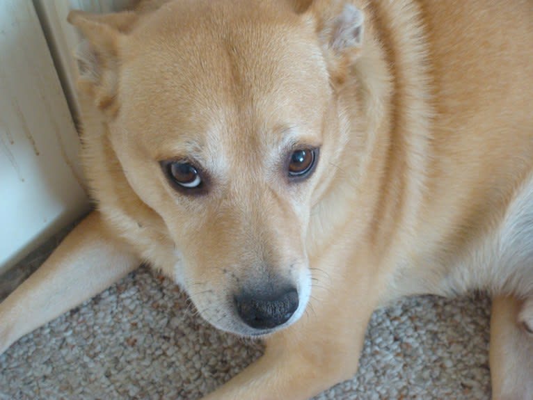 Kirby, a Pomeranian and American Pit Bull Terrier mix tested with EmbarkVet.com