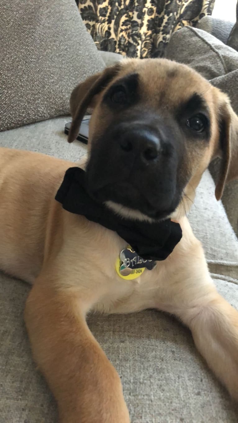 Baloo, a Cane Corso and Labrador Retriever mix tested with EmbarkVet.com