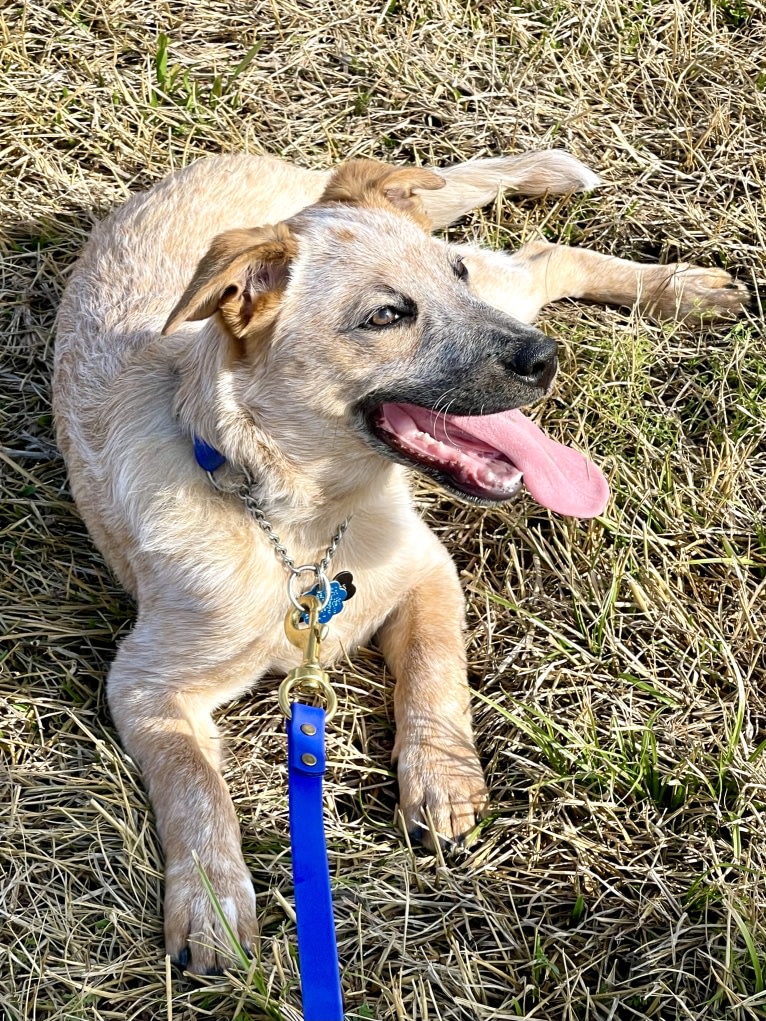 RAWLIE RIGGS, an Australian Cattle Dog and Poodle (Small) mix tested with EmbarkVet.com