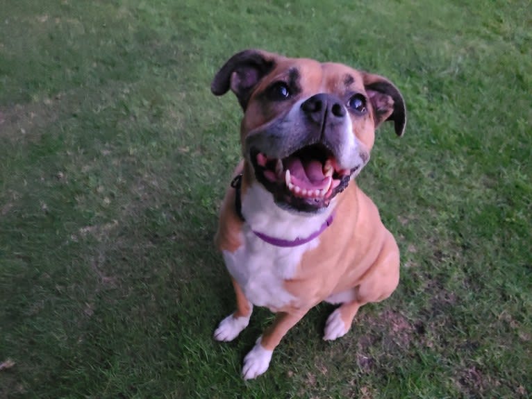 Kiah, an Australian Shepherd and Boxer mix tested with EmbarkVet.com