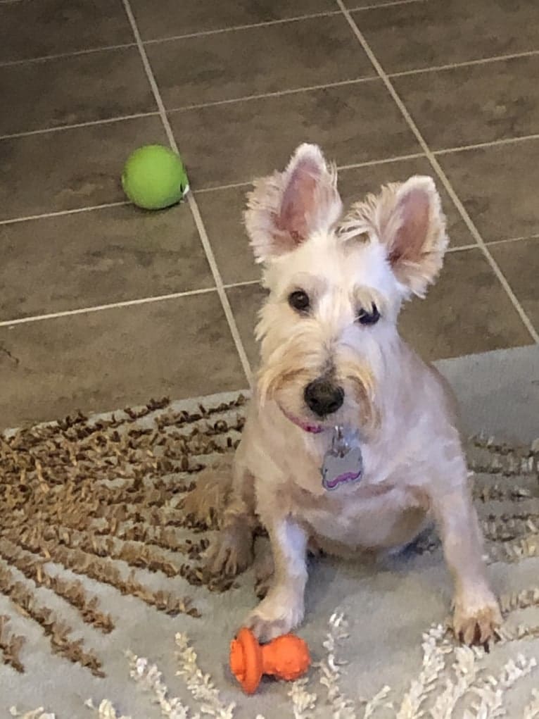 Coco Goggans, a Scottish Terrier tested with EmbarkVet.com
