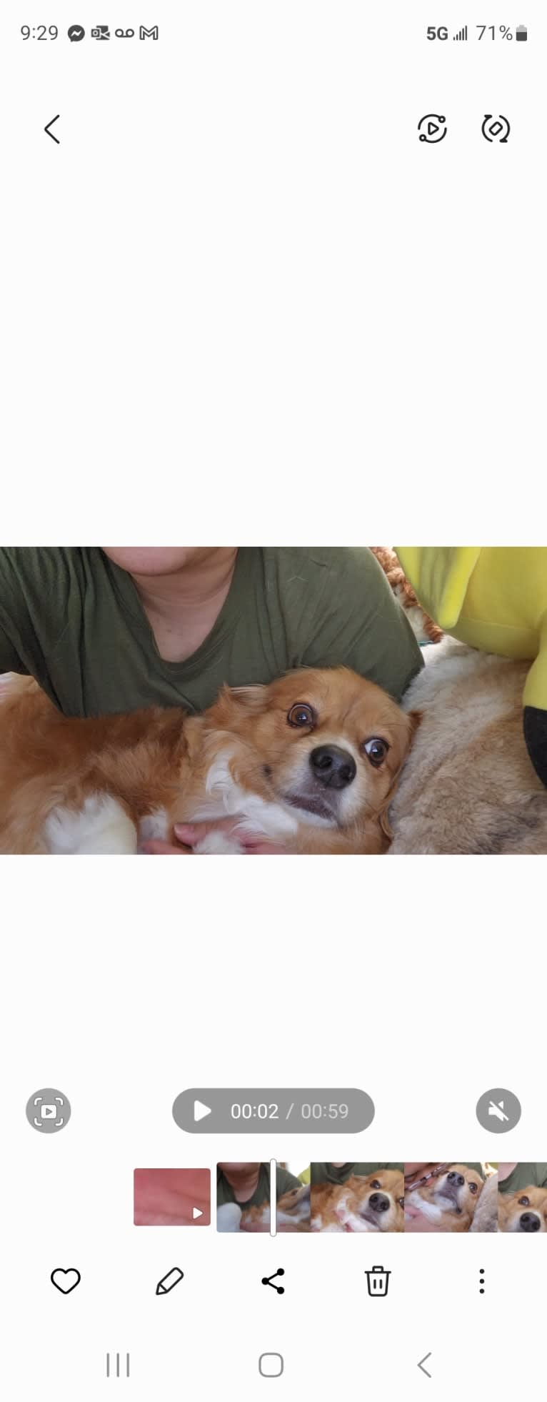 Choo Choo, a Chihuahua and Shih Tzu mix tested with EmbarkVet.com