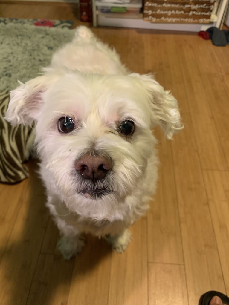 Logan, a Chinese Crested and Maltese mix tested with EmbarkVet.com