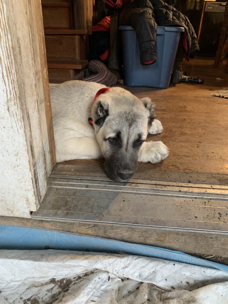 Wolf House Kimba, an Anatolian Shepherd Dog tested with EmbarkVet.com