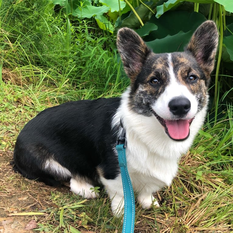 Sonny, a Pembroke Welsh Corgi tested with EmbarkVet.com