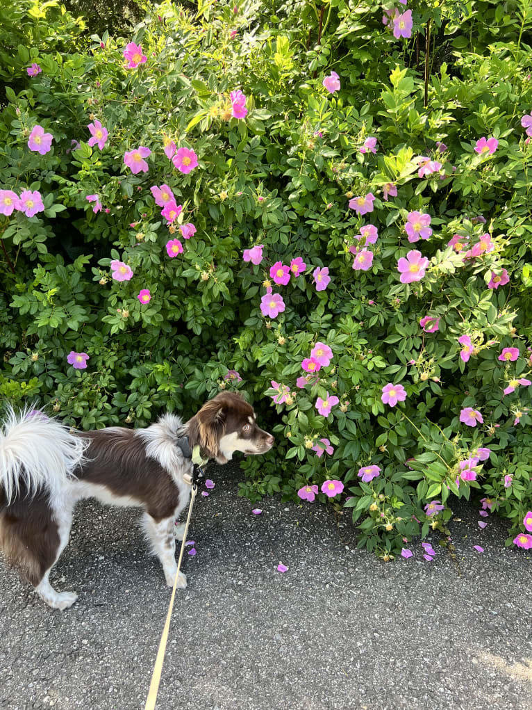 Ivy, a Japanese or Korean Village Dog tested with EmbarkVet.com