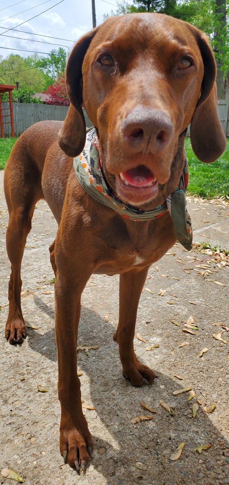 Dakota, a Chesapeake Bay Retriever and German Shorthaired Pointer mix tested with EmbarkVet.com