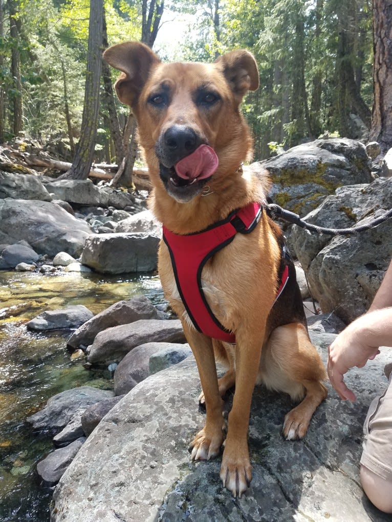 Sarge, a German Shepherd Dog and Rottweiler mix tested with EmbarkVet.com