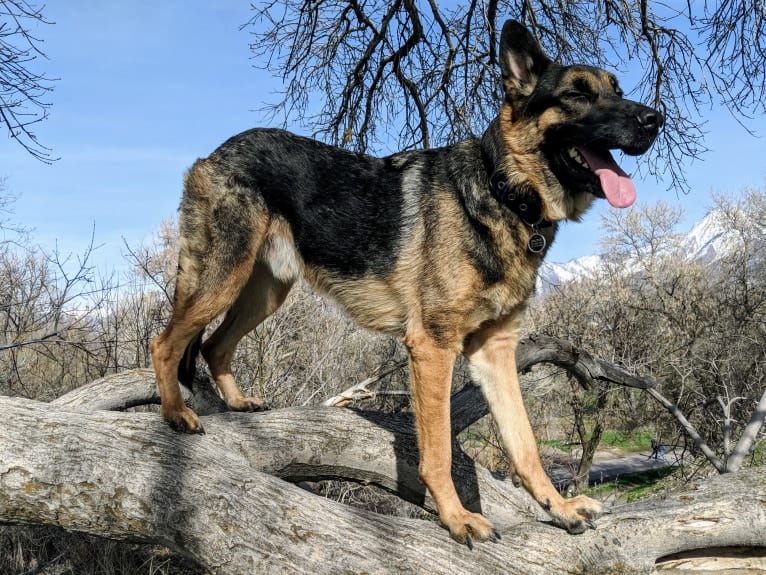 Brutus, a German Shepherd Dog and Samoyed mix tested with EmbarkVet.com