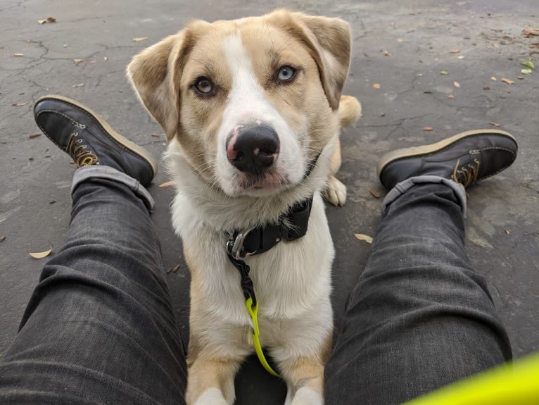 Archie, an Australian Shepherd and Jindo mix tested with EmbarkVet.com