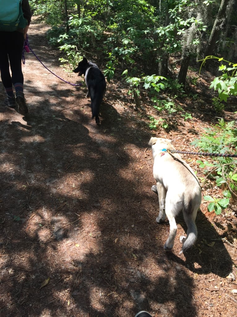 Acrux a dog tested with EmbarkVet.com