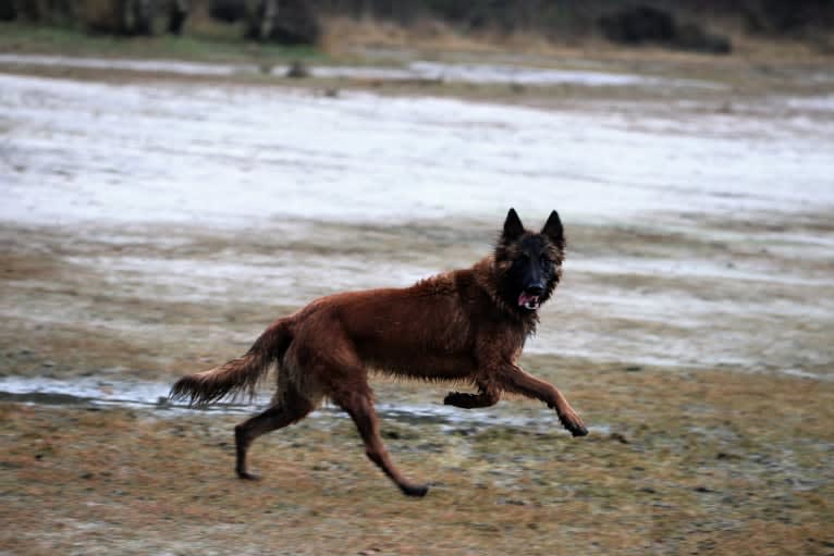 Ocean van de Zilveren Loop, a Belgian Shepherd tested with EmbarkVet.com