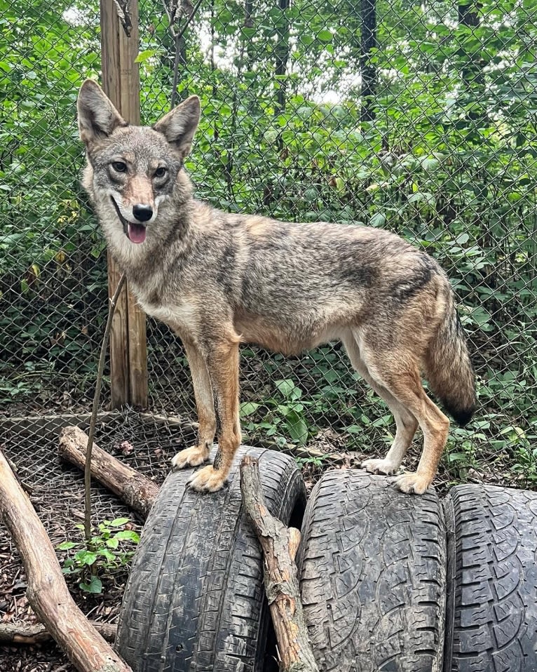 Seeress, a Coyote (6.5% unresolved) tested with EmbarkVet.com