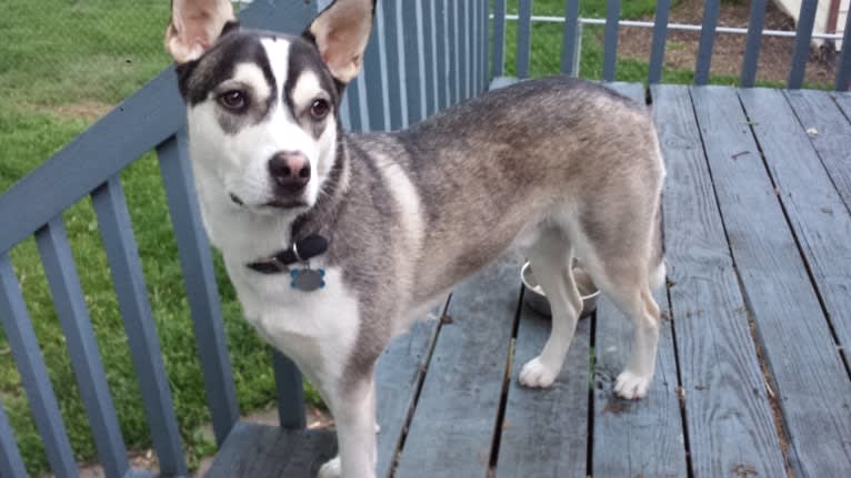 Maxwell, a Siberian Husky and Australian Cattle Dog mix tested with EmbarkVet.com