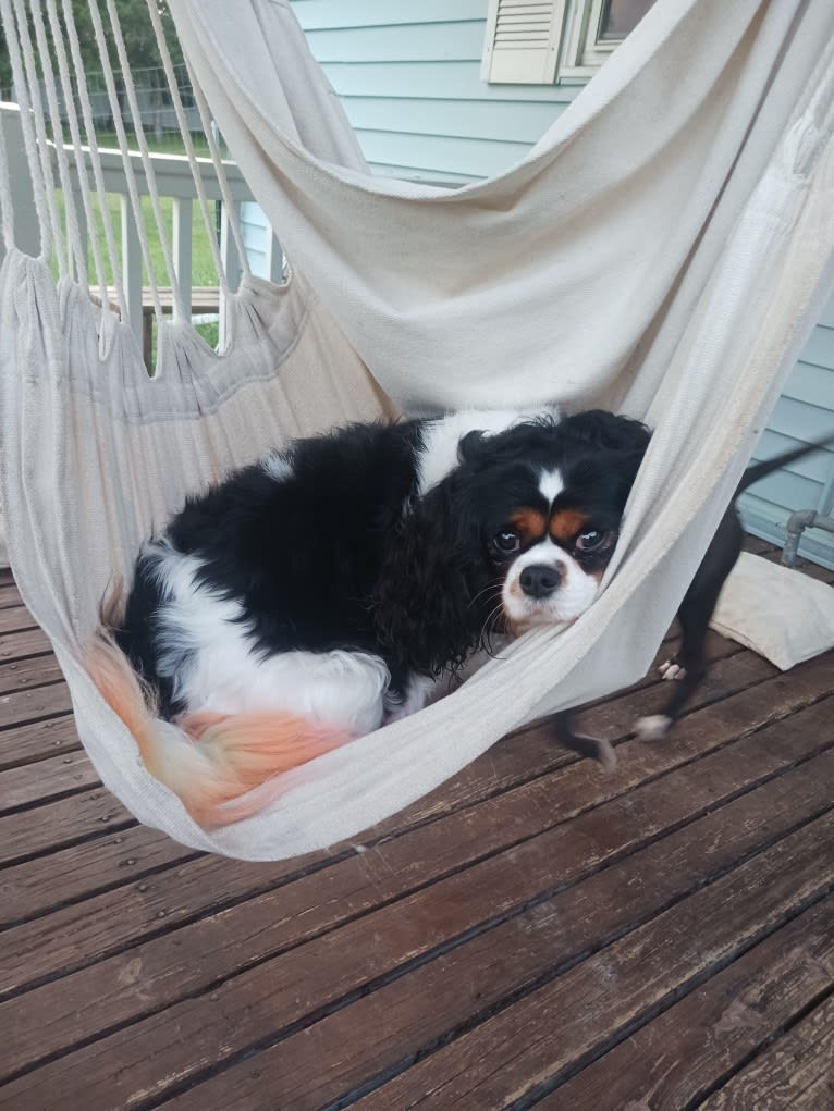 Tohru Myrtle Elizabeth, a Cavalier King Charles Spaniel tested with EmbarkVet.com